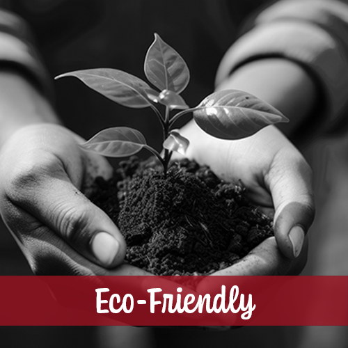 hands holding a plant